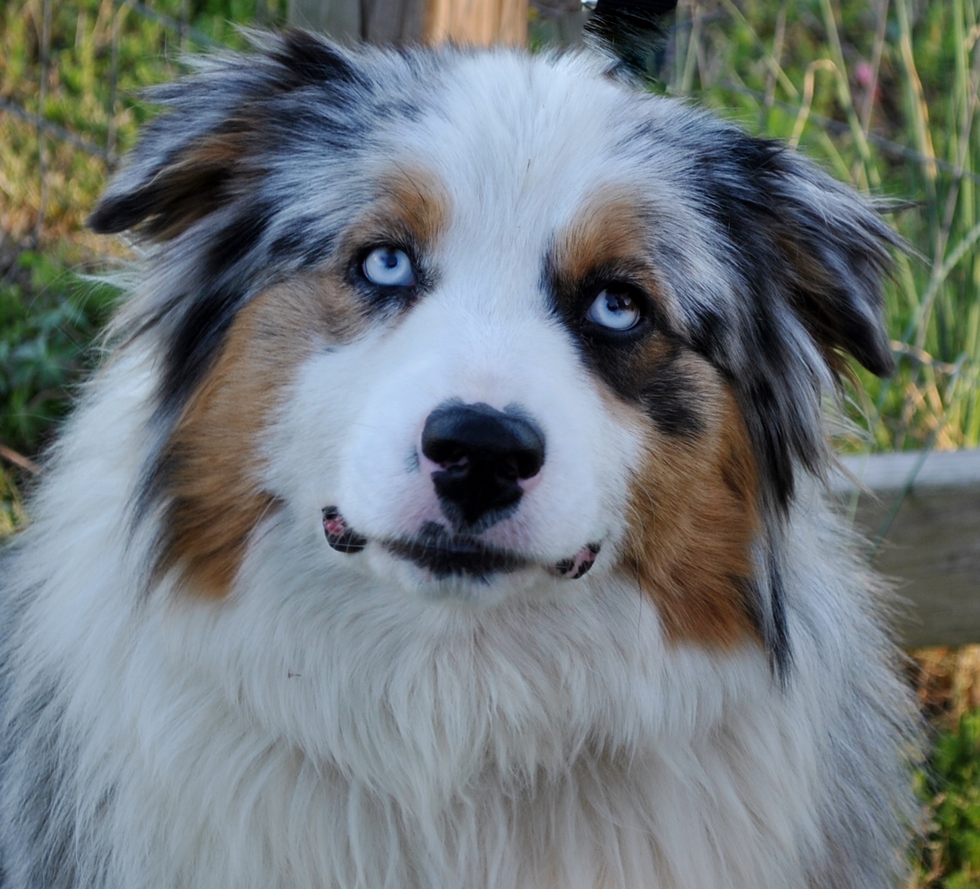 AKC Australian in North Carolina Ramblin Ridge Aussies