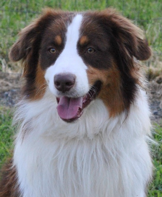 AKC Australian in North Carolina Ramblin Ridge Aussies