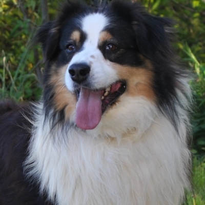 south carolina australian shepherd rescue akc australian shepherd breeders in north carolina ramblin ridge south carolina australian shepherd rescue akc australian shepherd breeders in north carolina ramblin ridge