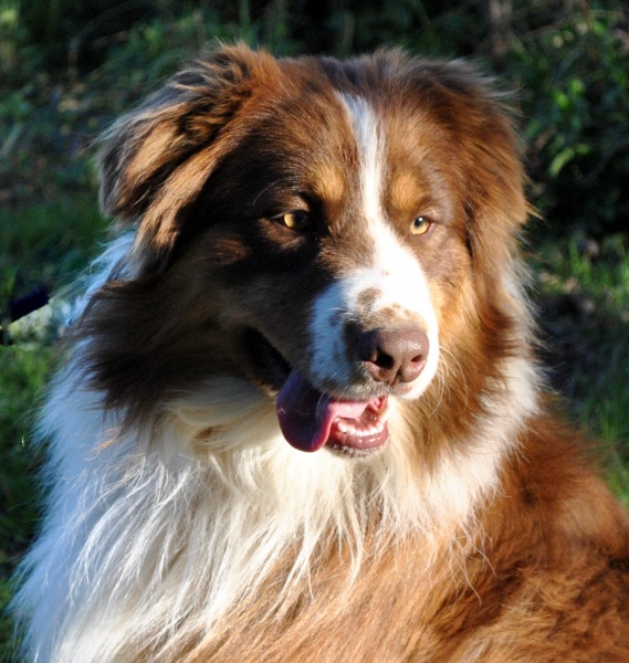 træk uld over øjnene tyfon Bevidstløs Australian Shepherd Sires in North Carolina & Virginia | Ramblin Ridge  Aussies