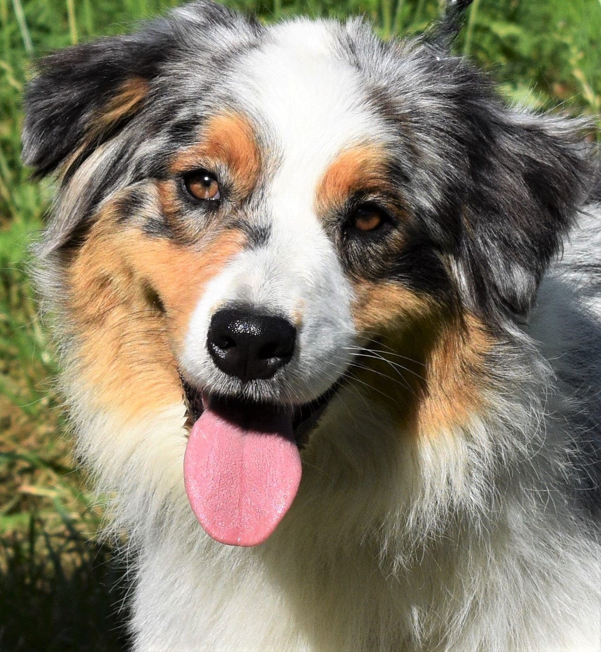 Kemi Prestigefyldte skruenøgle AKC Australian Shepherd Breeders in North Carolina | Ramblin Ridge Aussies