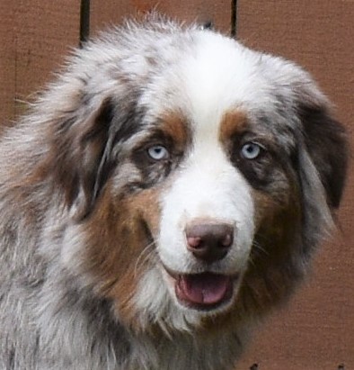 AKC Australian Shepherd Breeders in North Carolina Ramblin Ridge Aussies