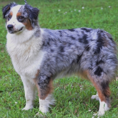 south carolina australian shepherd rescue akc australian shepherd breeders in north carolina ramblin ridge south carolina australian shepherd rescue akc australian shepherd breeders in north carolina ramblin ridge