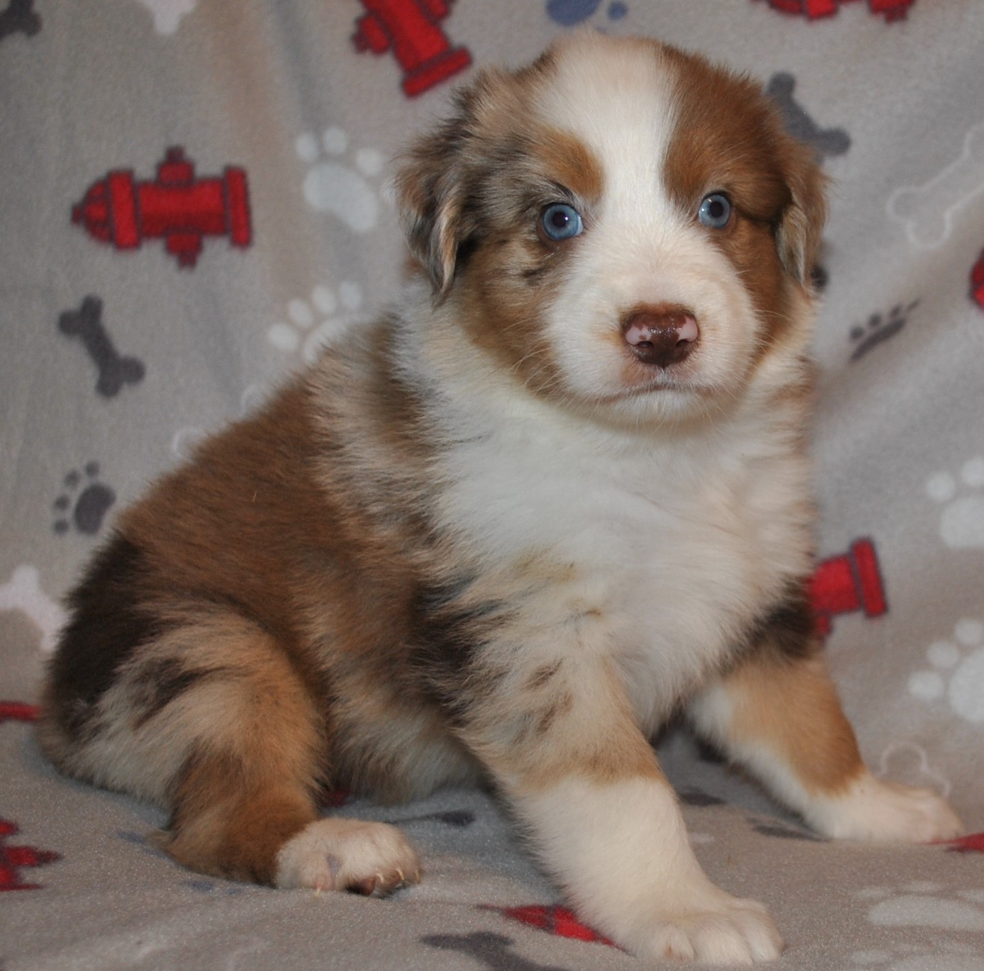 Australian Shepherd Puppies for Sale in North & South Carolina
