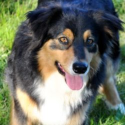 AKC Australian Shepherd Breeder in VA