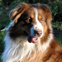 Australian Shepherds for Sale in Virginia