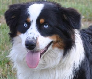 Male Australian Shepherds & Puppies for Sale in VA