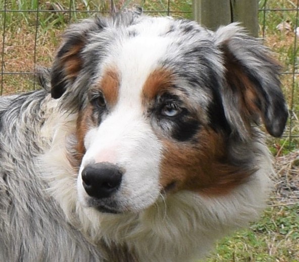 Llin Ridge Laney | Ramblin Ridge Aussies