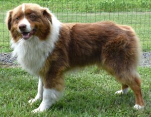 Adorable red Australian Shepherd side view